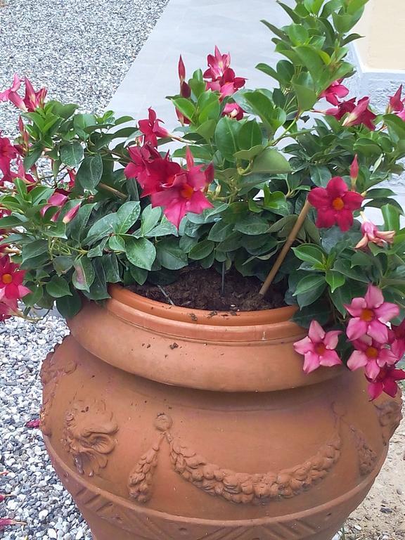 קררה B&B Rossana מראה חיצוני תמונה